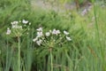 White flowering rush, Butomus umbellatus Schneeweisschen, white flowers Royalty Free Stock Photo